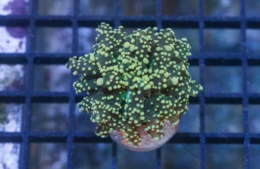 Octopus Branch Ultra 1.5 inches
