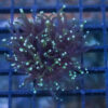 Torch Ultra 2 inches