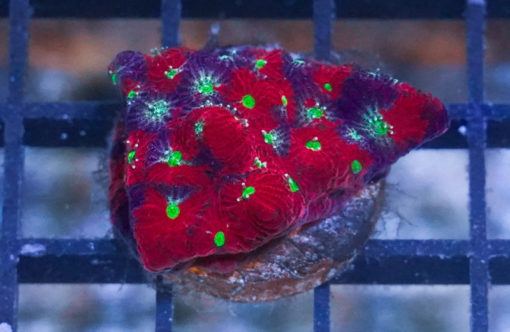 Brain Favites Ultra 1.5 inches