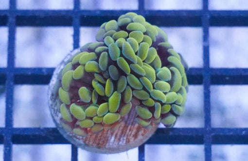Hammer Branch Ultra 1.25 inches
