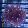 Torch, Ultra 1.5 inches