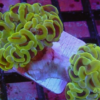 Hammer Coral Branch: Gold - Indo Pacific, Size Small