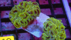 Hammer Coral Branch: Gold - Indo Pacific, Size Small