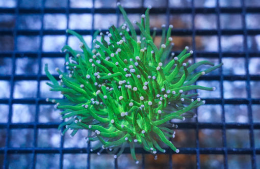 Torch, Ultra 3 inches