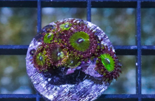 Zoa, Green Goblin 0.75 inches