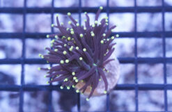 Torch Coral:Black w/ Yellow Tips - Indo Pacific, Size Medium