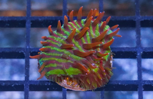 Plate Ultra Color 1.25 inches