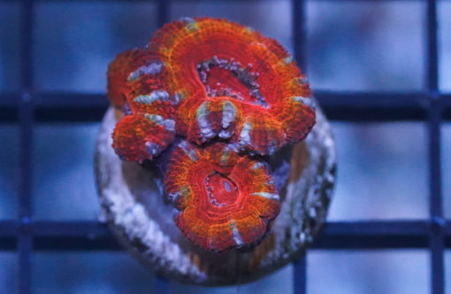 Acanthastrea Ultra Color 1 inches