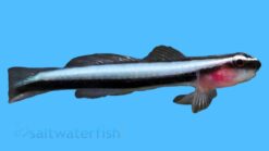 Broad-Stripe Neon Goby - Small - Caribbean