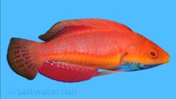 Blue Throat Sailfin Fairy Wrasse - 2 - 3" - Indo-Pacific