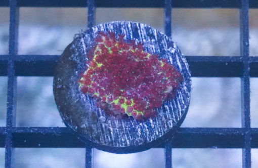 Stylocoeniella, Burning Banana 1 inches