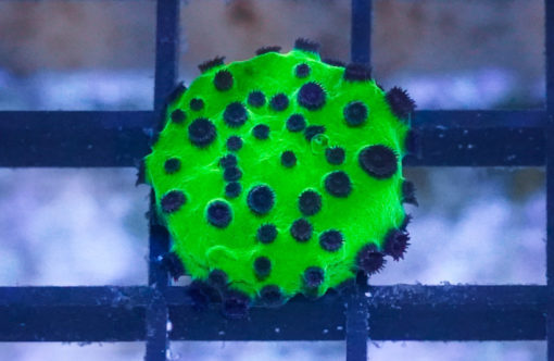 Cyphastrea, Mardi Gras 0.75 inches