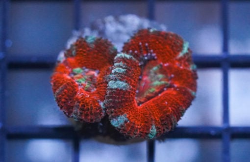 Acanthastrea Ultra Color 1.5 inches