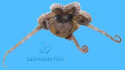 Algae (Prickly) Octopus