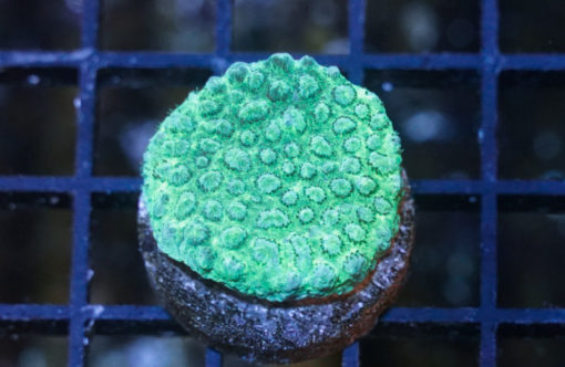 Horn, Encrusting Green 1.25 inches