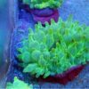 Bubble Tip Anemone: Color Purple Base