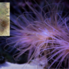 Tube Anemone: Colored - Indo Pacific, Size Medium