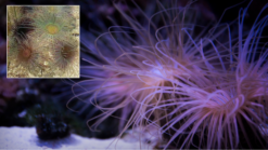 Tube Anemone: Colored - Indo Pacific, Size Medium