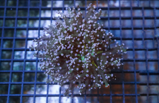 Octopus Branch Ultra 4 inches
