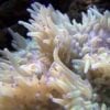 Sebae Anemone: Blue Tip, Size 3.5 - 4.75 inches