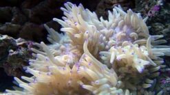 Sebae Anemone: Blue Tip, Size 2.25 - 3.5 inches