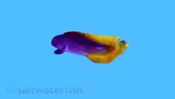 Flametail Blenny - 1.25 - 2.25" - Indo-Pacific