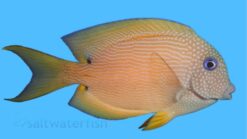 Blue Eyed Tang - 2.75 - 3.75" - Indo-Pacific