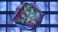 Favites Brain War Coral : Assorted - Aquacultured, Size Frag
