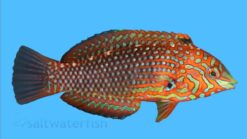 Ornate Leopard Wrasse - 2.25" or smaller - Indo-Pacific