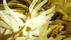 Condylactis Anemone - Atlantic, Size Small