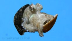 Octopus: Brown