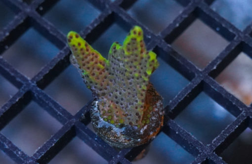Montipora Ultra 1 inches