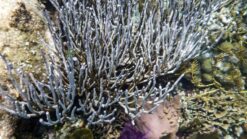 White Fan Gorgonian - Pacific, Size Large