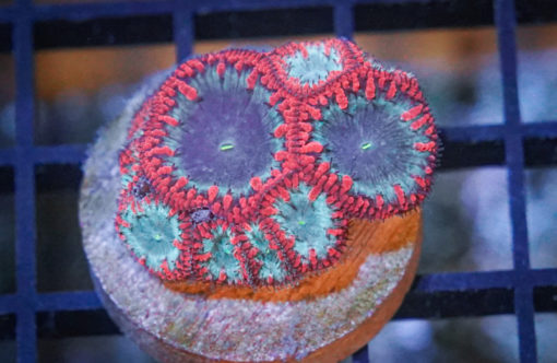 Blastomussa Wellsi Ultra 1.25 inches