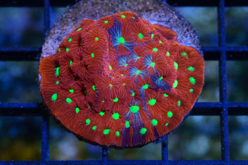 Brain Favites Ultra 2 inches