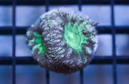 Blastomussa Wellsi Ultra 1.25 inches