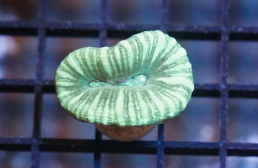 Trumpet Ultra Color 1.25 inches