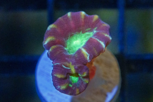 Trumpet Ultra Color 0.75 inches