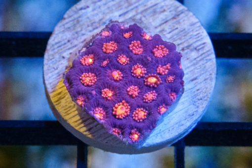 Flower Pot Ultra 1.5 inches