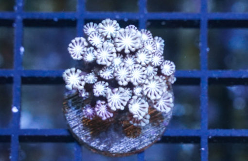 Daisy Branch Ultra 1.5 inches