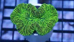 Brain Coral: Metallic Green - Australia, Size Small
