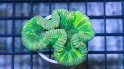 Brain Coral Folded : Green- Fiji, Size 2.25 - 3.5 inches