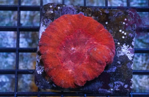 Brain Dented Ultra Color 2 inches