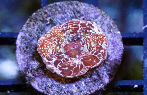 Acanthastrea Bowerbanki .75 inches