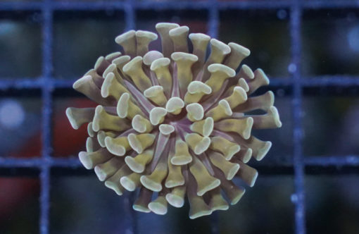 Hammer Branch Ultra 1.5 inches