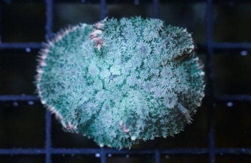 Mushroom, Bullseye Ultra Color 1.5 inches