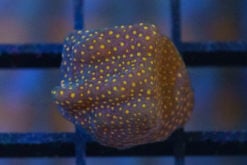 Stylocoeniella, Close Encounter 1 inches