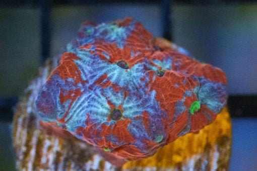 Brain Favites Ultra 1 inches