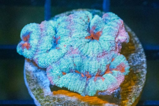 Acanthastrea Ultra Color 1.25 inches