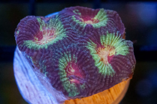 Brain Favia Ultra Color 1.25 inches